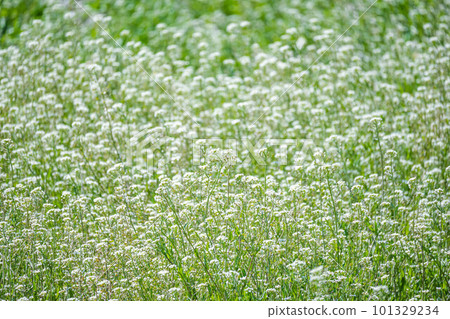 White flowers of shepherd's purse blooming all over 101329234