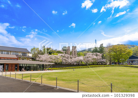 Cherry blossoms in full bloom and a reverberatory furnace in Izunokuni City, Shizuoka Prefecture 101329398
