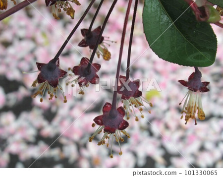 花瓣脫落後的花萼 花瓣脫落後的花萼 101330065