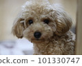 配置文件玩具貴賓犬 101330747