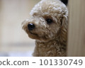 配置文件玩具貴賓犬 101330749