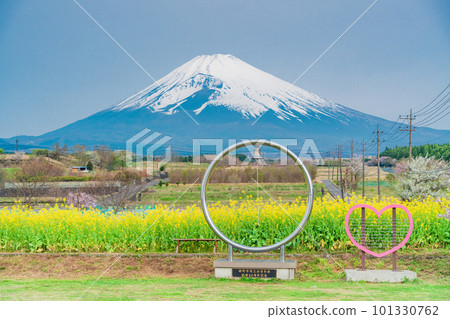 (靜岡縣)裾野市全景路的油菜花田上空的富士山 (靜岡縣)裾野市全景路的油菜花田上空的富士山 101330762