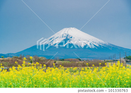 (Shizuoka Prefecture) Mt. Fuji over the field of rapeseed flowers on Panorama Road in Susono City (Shizuoka Prefecture) Mt. Fuji over the field of rapeseed flowers on Panorama Road in Susono City 101330763