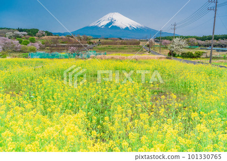 （靜岡縣）裾野市全景路的油菜花田上空的富士山 101330765