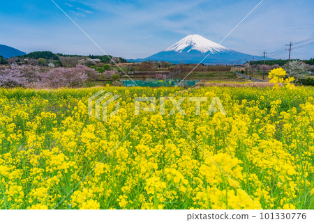 (Shizuoka Prefecture) Mt. Fuji over the field of rapeseed flowers on Panorama Road in Susono City 101330776