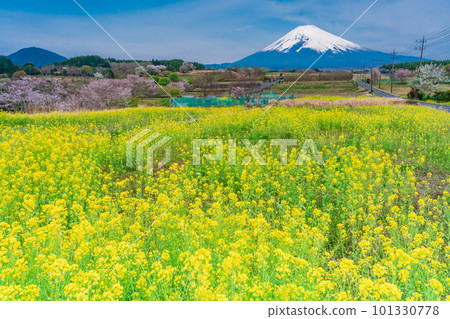 (Shizuoka Prefecture) Mt. Fuji over the field of rapeseed flowers on Panorama Road in Susono City (Shizuoka Prefecture) Mt. Fuji over the field of rapeseed flowers on Panorama Road in Susono City 101330778