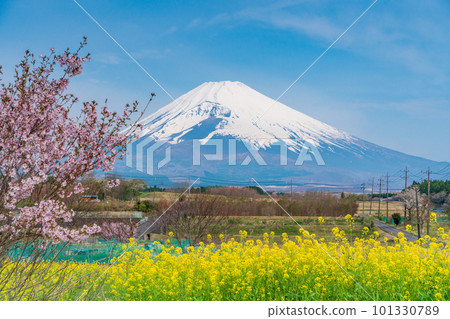 (Shizuoka Prefecture) Mt. Fuji over the field of rapeseed flowers on Panorama Road in Susono City (Shizuoka Prefecture) Mt. Fuji over the field of rapeseed flowers on Panorama Road in Susono City 101330789