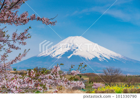 (Shizuoka Prefecture) Mt. Fuji over the field of rapeseed flowers on Panorama Road in Susono City 101330790