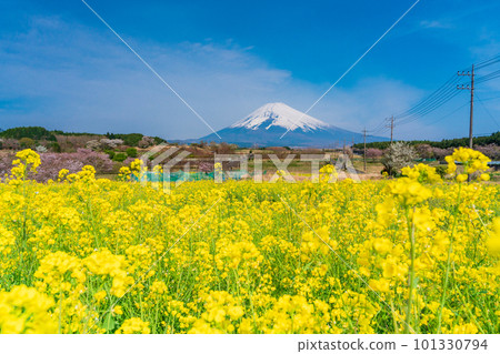 （靜岡縣）裾野市全景路的油菜花田上空的富士山 101330794