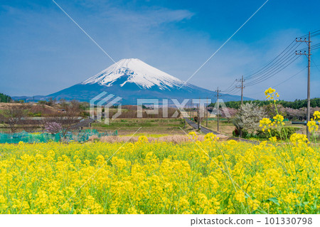 (Shizuoka Prefecture) Mt. Fuji over the field of rapeseed flowers on Panorama Road in Susono City 101330798