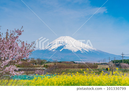 (Shizuoka Prefecture) Mt. Fuji over the field of rapeseed flowers on Panorama Road in Susono City (Shizuoka Prefecture) Mt. Fuji over the field of rapeseed flowers on Panorama Road in Susono City 101330799