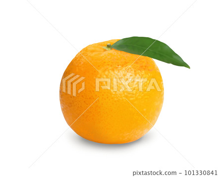 橙色的樹葉陰影 101330841