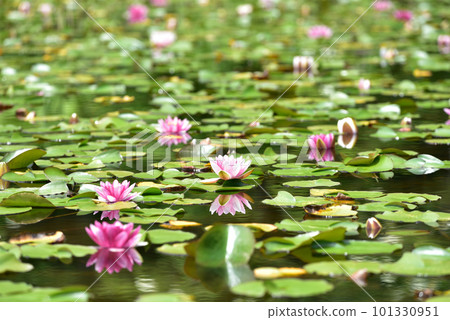 Water lily flower, water lily, aquatic plant Water lily flower, water lily, aquatic plant 101330951