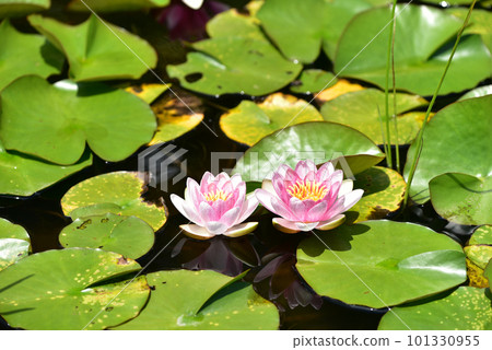 Water lily flower, water lily, aquatic plant 101330955