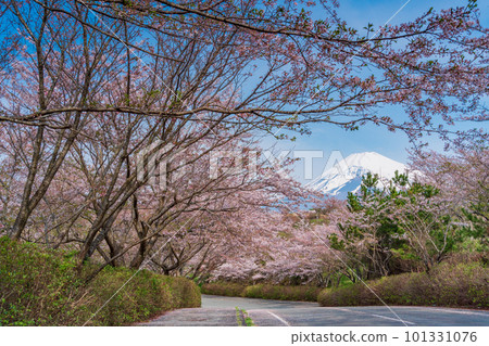 (靜岡縣)裾野市全景路櫻花樹旁的富士山 (靜岡縣)裾野市全景路櫻花樹旁的富士山 101331076