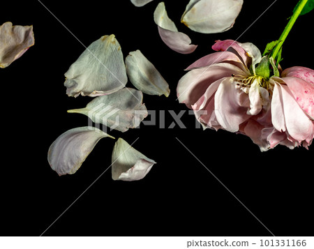 The wounded petals of a withering Plume rose The wounded petals of a withering Plume rose 101331166