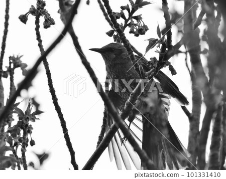 Brown-eared bulbul perching on cherry blossoms and spreading its wings 101331410