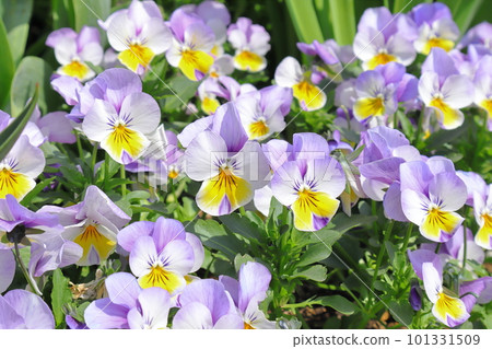 Viola flowers (Viola) blooming lovely in spring flowerbeds 101331509