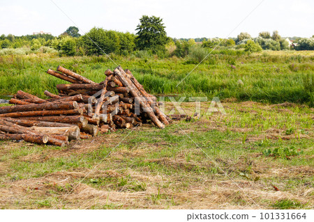 Pile firewood. Dry wood for bonfire in green grass meadow. Camping season. Stack wood log bonfire, cartoon sticks branches timber forest tree for burning fire, bundle dry brushwood Pile firewood. Dry wood for bonfire in green grass meadow. Camping season. Stack wood log bonfire, cartoon sticks branches timber forest tree for burning fire, bundle dry brushwood 101331664