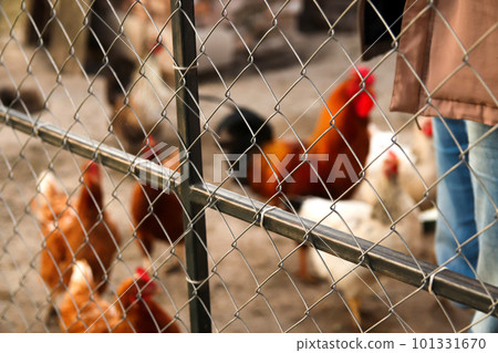 Chickens farm against net fence. Hens have food in the farm. Free-grazing domestic hen on a traditional free range poultry organic farm. Adult chicken walking on the soil. Out of focus Chickens farm against net fence. Hens have food in the farm. Free-grazing domestic hen on a traditional free range poultry organic farm. Adult chicken walking on the soil. Out of focus 101331670