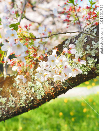 Cherry blossoms, rape blossoms and cherry blossom petals 101331753