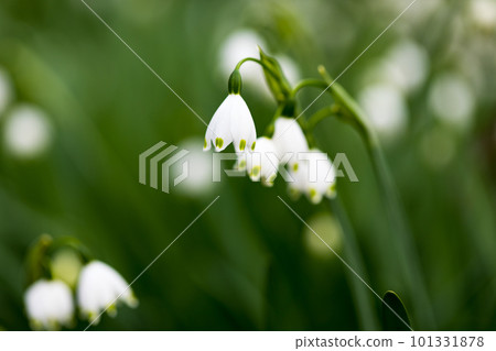 東京武藏村山市野山北公園的白色雪花花 東京武藏村山市野山北公園的白色雪花花 101331878