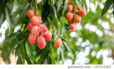 Red Lychee fruit hanging on a tree in an orchard. Red Lychee fruit hanging on a tree in an orchard. 101331903