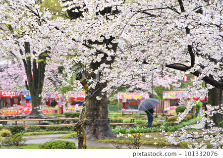 雨櫻花節 雨櫻花節 101332076