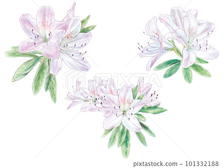 水彩風格的淡粉色杜鵑花 101332188