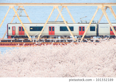 815 series train crossing the cherry blossoms Ono River (JR Kyushu) 101332189