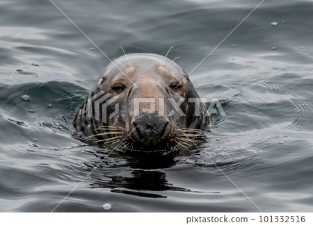 Male Atlantic Grey Seal, Halichoerus Grypus, At The Coast Of Le Conquet In Brittany, France 101332516