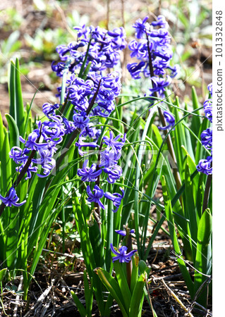 風信子（風信子） 101332848