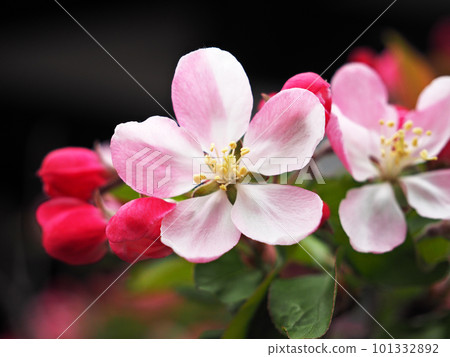 Hymelingo flowers 101332892