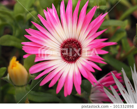 利文斯頓雛菊 利文斯頓雛菊 101332898