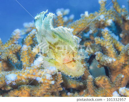 Hadaka Haokoze 101332957