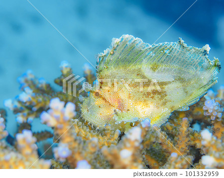 Hadaka Haokoze Hadaka Haokoze 101332959