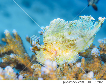 Hadaka Haokoze Hadaka Haokoze 101332964