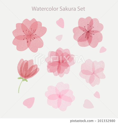 Set of beautiful hand drawn watercolor sakura flowers with petals 101332980