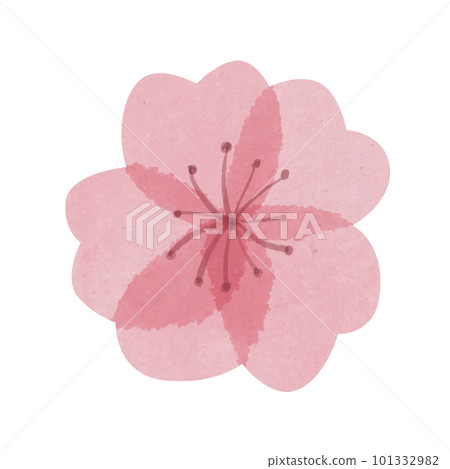 Hand drawn beautiful watercolor sakura flower with transparent petals 101332982