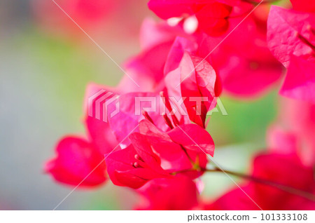 Bougainvillea or paper flower , red paper flower Bougainvillea or paper flower , red paper flower 101333108