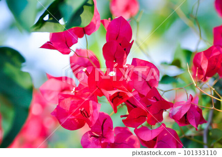 Bougainvillea or paper flower , red paper flower Bougainvillea or paper flower , red paper flower 101333110