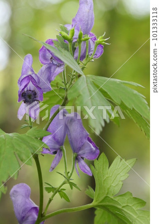Yamatonikabuto,紫花,野草,有毒植物 Yamatonikabuto,紫花,野草,有毒植物 101333118