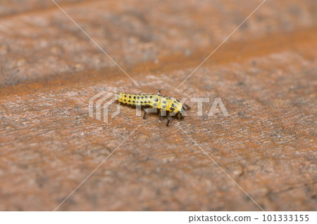 Ladybird larvae Ladybird larvae 101333155