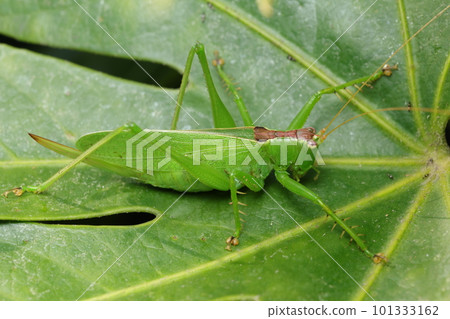 Umaoi in December 101333162