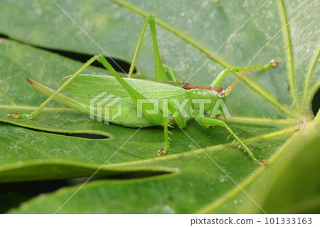 Umaoi in December 101333163