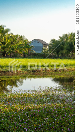 A rice field with a house in the background 101333360