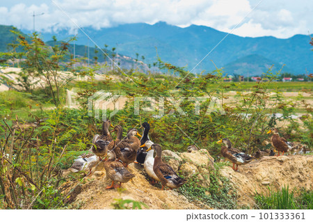 A flock of ducks are sitting on a mound in a field. A flock of ducks are sitting on a mound in a field. 101333361