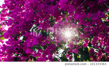 Bougainvillea flowers in the sunlight rays of the sun through foliage petals pink dawn Bougainvillea flowers in the sunlight rays of the sun through foliage petals pink dawn 101333363