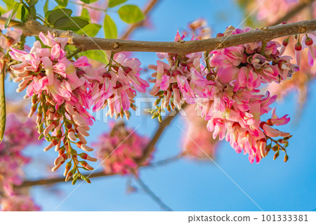 Pink flowers on a tree with the sky in the background Pink flowers on a tree with the sky in the background 101333381