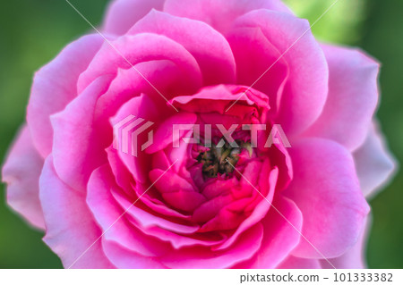 A pink rose with a green center and a green center. 101333382